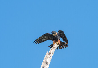 A Bat Falcon, Falco rufigularis, preening and stretching it's wings and tail on a snag isolated against the blue sky.