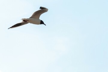 A white seagull flies against the background of a blue cloudless sky