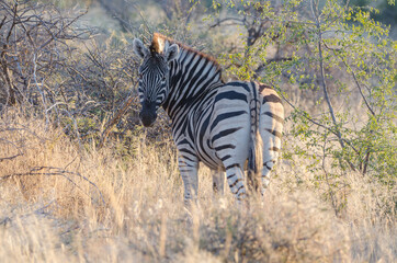 Fototapeta na wymiar okonjima Südafrika - Wildtier