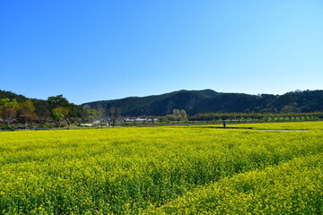 유채밭