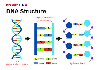 Biological diagram show structure of DNA (deoxyribonucleic acid), the genetic material in living organism