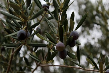 olive branch with olive