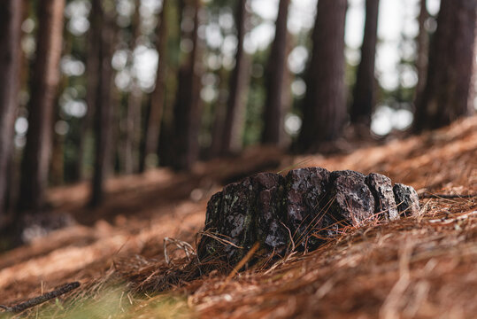 tronco de un pino talado en el bosque