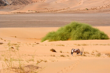 A solitary and starving Oryx seeks food in the sands of the Namib Hartman Mountains of Namibia .