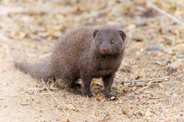 Common dwarf mongoose (Helogale parvula) searching for food in the Kruger National Park in South Africa       - obrazy, fototapety, plakaty