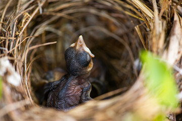Naklejka na ściany i meble baby bird in the nest