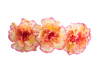 yellow-red carnation isolated