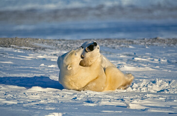 Polar bear play fight