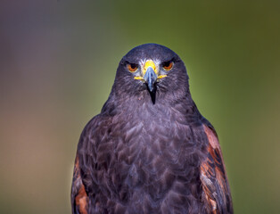 Harris hawk