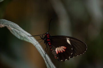 Fototapeta premium beautiful butterfly of unusual bright color on flowers in vivo