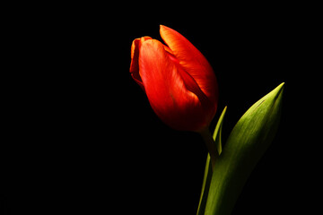 Czerwony tulipan. Tapeta na pulpit na życzenia z okazji dzień Kobiet. Piękny kwiat na czarnym tle. Delikatne płatki kłaniające się w jedną stronę. podarunek dla niej, lub dla niego. tło na tekstura