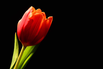 Obraz premium Czerwony tulipan. Tapeta na pulpit na życzenia z okazji dzień Kobiet. Piękny kwiat na czarnym tle. Delikatne płatki kwiatka kłaniające się w jedną stronę. podarunek dla niej, lub dla niego.