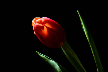 Fototapeta premium Czerwony tulipan. Tapeta na pulpit na życzenia z okazji dzień Kobiet. Piękny kwiat na czarnym tle. Delikatne płatki kwiatka kłaniające się w jedną stronę. podarunek dla niej, lub dla niego.