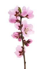beautiful sakura flowers isolated