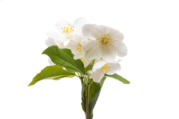 Fototapeta na wymiar beautiful jasmine flowers isolated