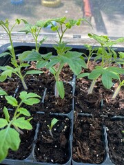seedlings in the garden