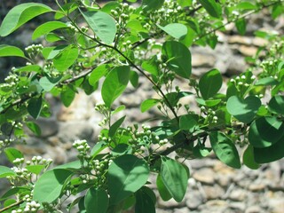 leaves in the garden