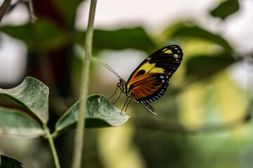 beautiful butterfly of unusual bright color on flowers in vivo