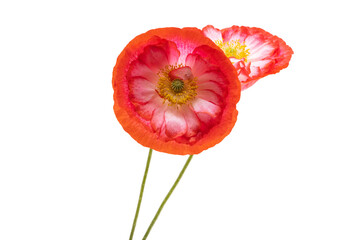 beautiful poppy flower isolated