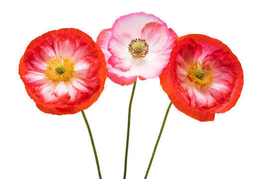 Free Poppy Images – Browse 612 Free Stock Photos, Vectors, and Video ...