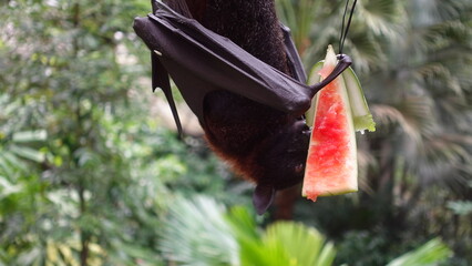 bat eating watermelons
singapore zoo