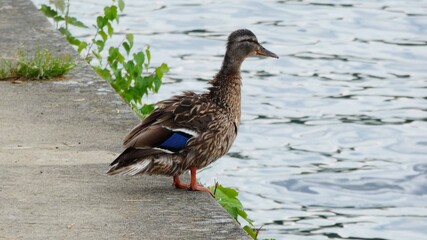 Canard