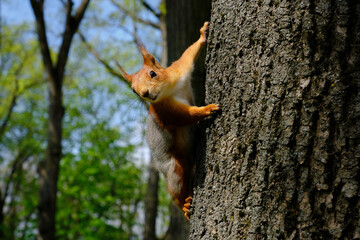 A curious squirrel on a tree in a spring park.