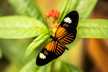beautiful butterfly of unusual bright color on flowers in vivo