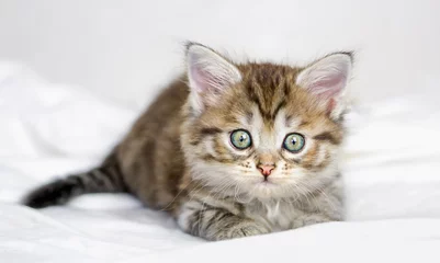 Abwaschbare Fototapete Süße Monster Niedliches kleines braunes Tabby-Kätzchen, das auf einem Bett liegt