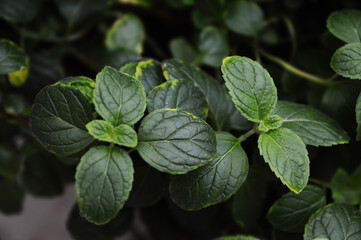 Macro photo of Mint bushes grown at home garden