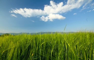 Wandcirkels Gras tall green grass on filed  © aleksandar nakovski