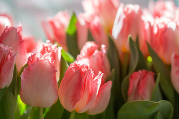 Spring bouquet. beautiful large bouquet of pink tulips, sunny day