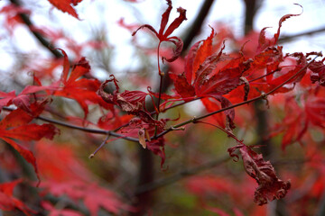 japanese maple, red leaves