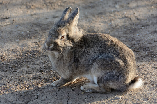 Gray bunny rabbit in field illuminated by the sun