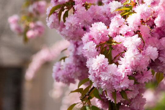 pink flowers of cherry blossom in spring season. beautiful floral nature background in the garden