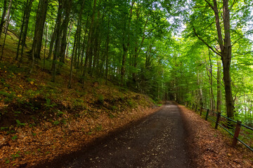 Fototapeta na wymiar rural asphalt road through forest. green nature landscape in summer. beautiful scene of Vihorlat natural park in slovakia