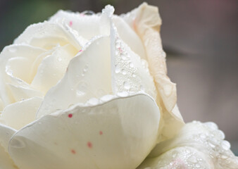 Obraz na płótnie Canvas white roses in the garden with raindrops