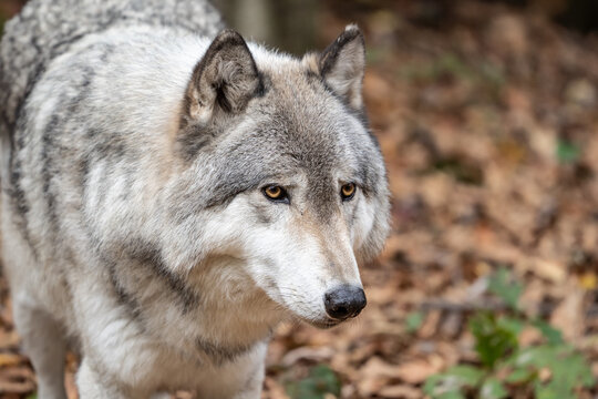 Close-up of beautiful Gray Wolf 