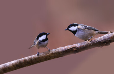 Fototapeta premium Two Coal tit sit on the same branch on a blurry brown and look at each other . Intraspecific competition....