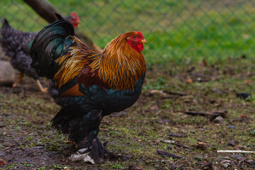 A rooster and its hens, organic farming