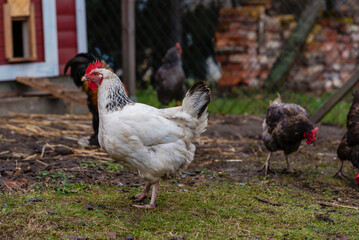 A rooster and its hens, organic farming