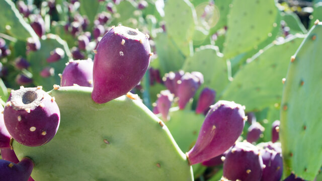 Detail of cactus Opuntia ficus indica (fig opuntia, pricky pear, Barbary fig) with purple ripe fruits, in Dalmatia, Croatia
