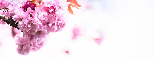 flowering cherry tree isolated on white background,  selectve sharpness on macro shot, floral easter concept with text space
