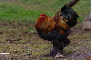 A rooster and its hens, organic farming