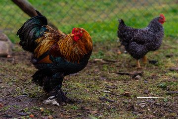 A rooster and its hens, organic farming