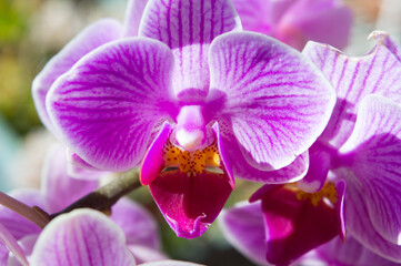 Fototapeta na wymiar Beautiful pink orchid flower, close up, colorful and delicate flowering plant, beauty concept