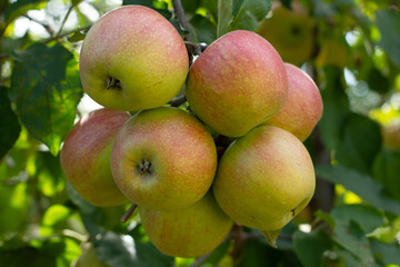  Many ripe red apples on a branch in an apple orchard in summer.