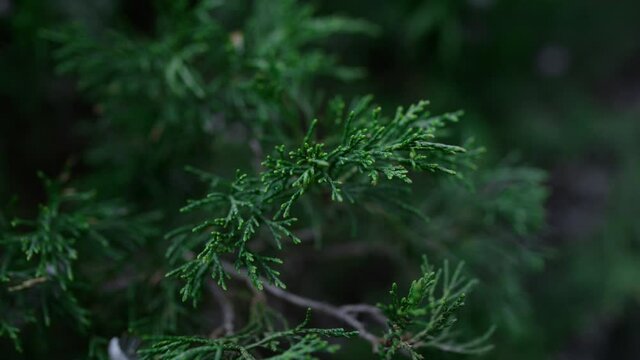 Green thuja branch swaying wind decorative coniferous plant. Evergreen foliage