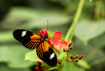 beautiful butterfly of unusual bright color on flowers in vivo