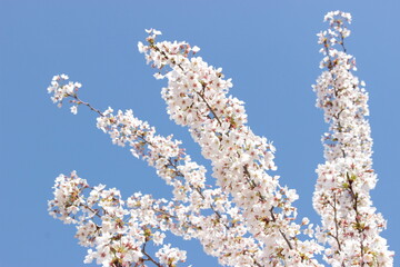 sakura cheery blossom blooming tree